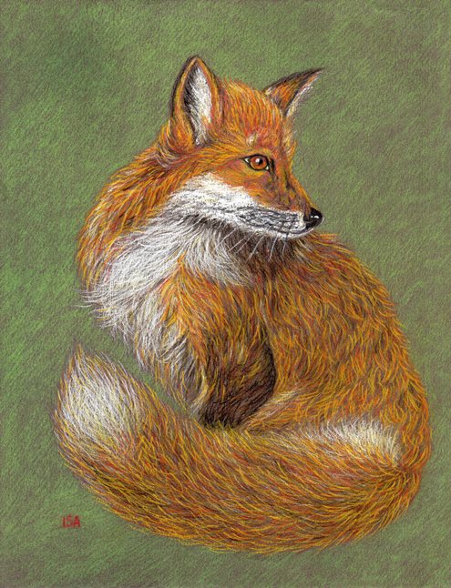 Red Fox