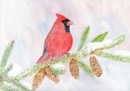 Cardinal and Pinecones