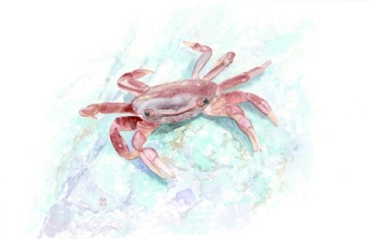 Crab