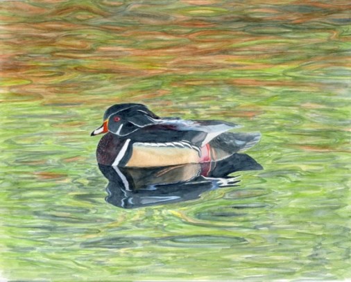 Wood Duck