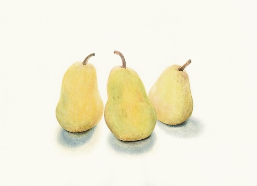 Three Pears