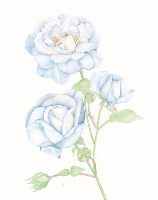 Blue Rose
