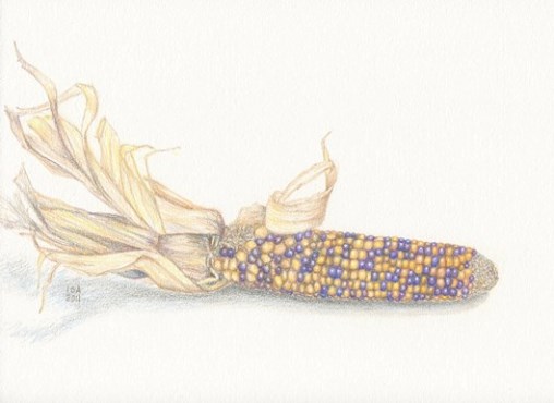 Corn