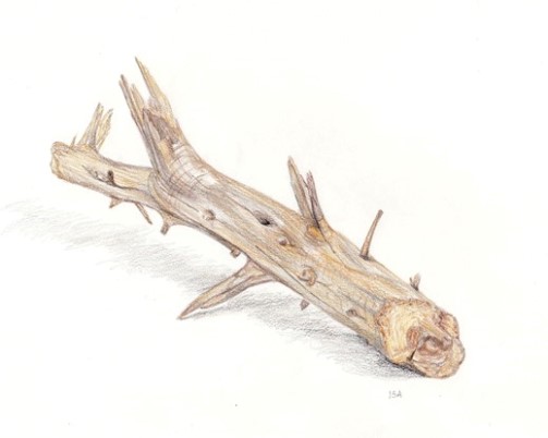 Driftwood in Pencil