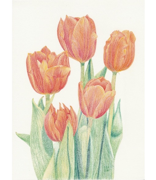 Firy Tulips