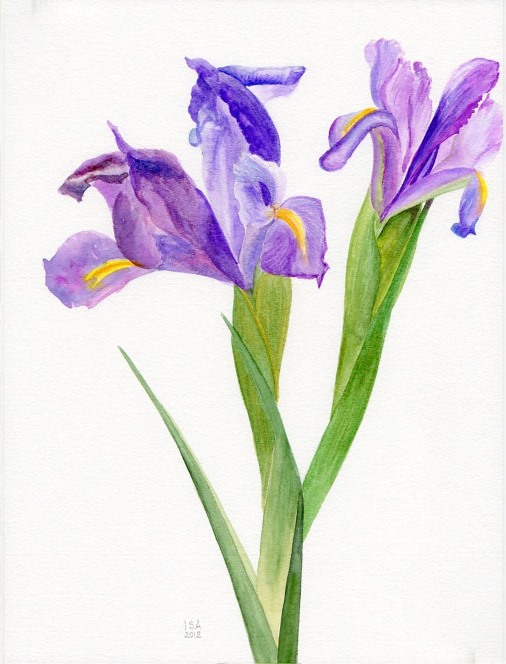 Iris