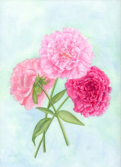 Pink Peonies