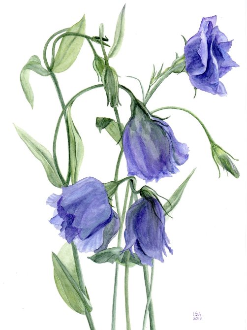 Purple Bells